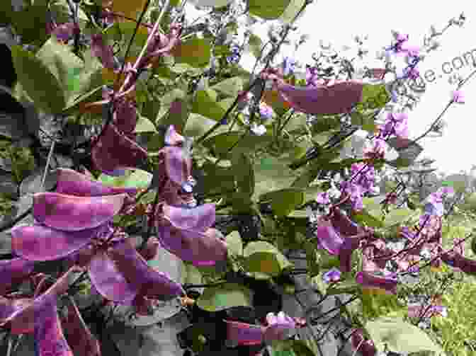 A Bean Plant With White And Purple Flowers A Bean S Life Cycle (Explore Life Cycles)