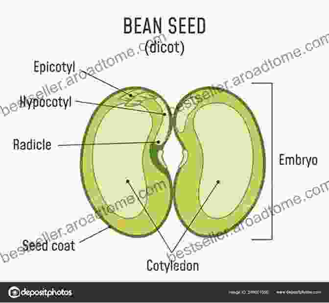 A Bean Pod With Several Developing Bean Seeds Inside A Bean S Life Cycle (Explore Life Cycles)