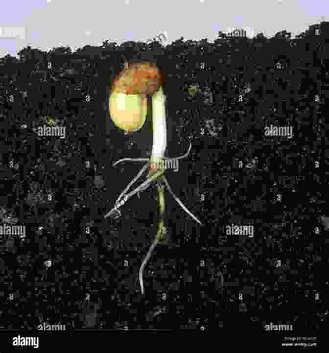 A Bean Seed Germinating, With A Small Root And Shoot Emerging A Bean S Life Cycle (Explore Life Cycles)