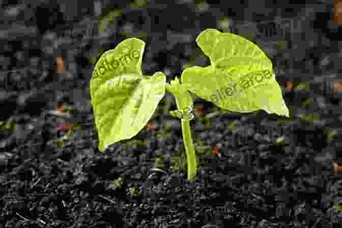 A Bean Seedling With Two Small Leaves And A Stem A Bean S Life Cycle (Explore Life Cycles)