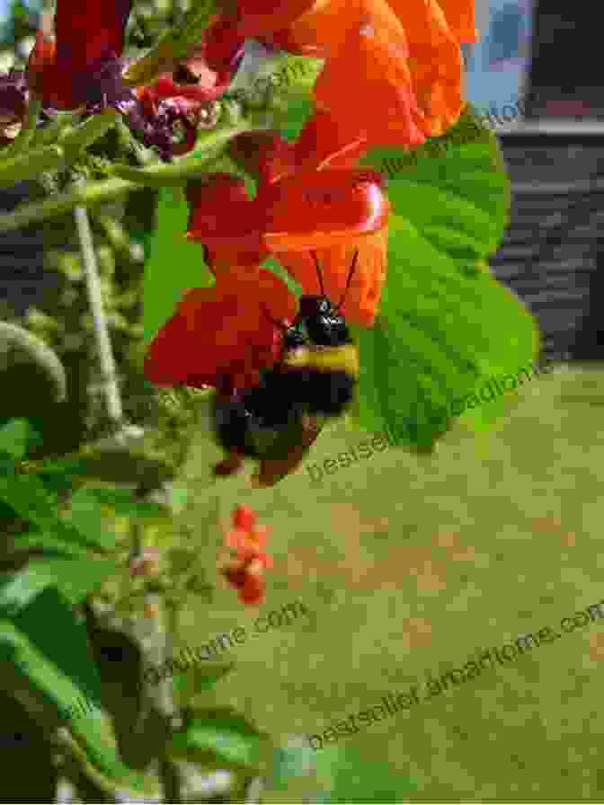 A Bee Pollinating A Bean Flower A Bean S Life Cycle (Explore Life Cycles)