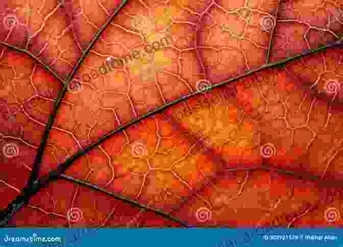 A Close Up Photograph Of A Vibrant Red Leaf With Intricate Veins Photobook To Enjoy The Leaves 3: Its Not Just Flowers That Are Beautiful