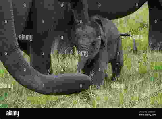 A Curious Baby Elephant Reaches Out With Its Trunk To Investigate Something In The Distance The Elephants In The Land Of Enchantment (An Elephant Family Adventure 3)