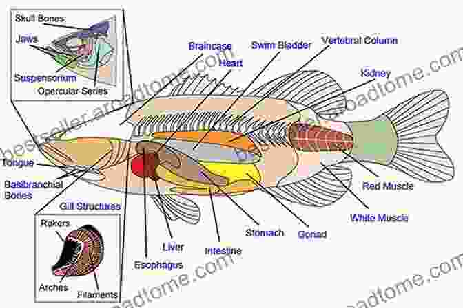 A Detailed Illustration Of A Fish's Internal Anatomy, Revealing The Astonishing Complexity Of Their Structures. Essential Fish Biology: Diversity Structure And Function