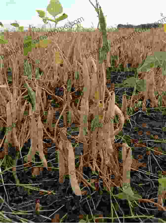 A Farmer Harvesting Dried Bean Pods A Bean S Life Cycle (Explore Life Cycles)