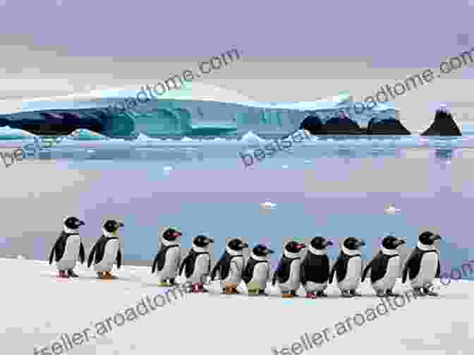 A Group Of Penguins Waddling Across The Icy Plains Of Antarctica Antarctica (Rookie Read About Geography: Continents)