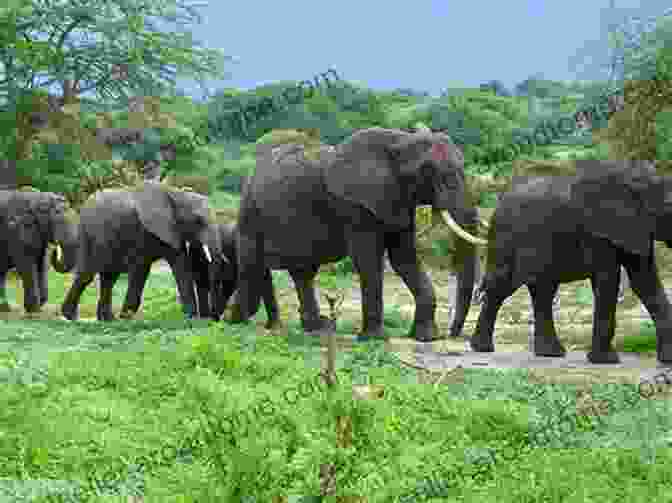 A Herd Of Elephants Emerges From A Dense Forest, Their Massive Bodies Casting Long Shadows On The Forest Floor The Elephants In The Land Of Enchantment (An Elephant Family Adventure 3)