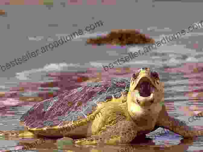 A Large Loggerhead Turtle With A Lazy Expression Mystery Of The Lazy Loggerhead Brazil 2 (Pack N Go Girls Adventures)