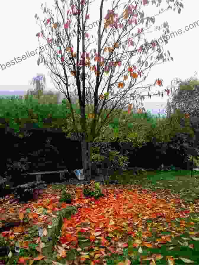 A Photograph Of A Tree Shedding Its Golden Leaves Photobook To Enjoy The Leaves 3: Its Not Just Flowers That Are Beautiful