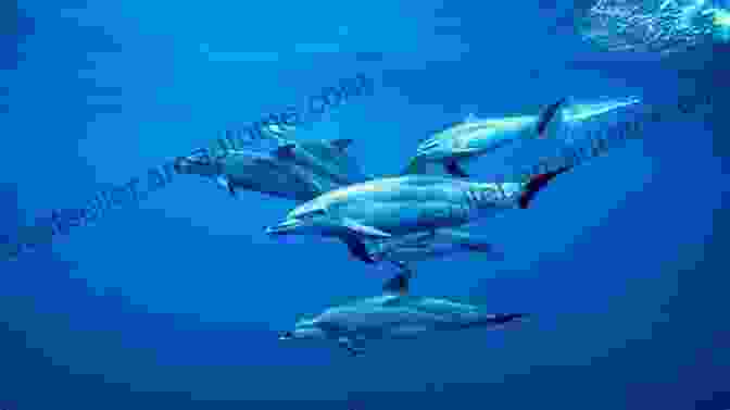 A Pod Of Dolphins Swimming In The Ocean Dolphins (Living In The Wild: Sea Mammals)