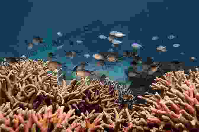 A School Of Fish Swimming Through A Coral Reef, Highlighting Their Importance In Maintaining Marine Ecosystems. Essential Fish Biology: Diversity Structure And Function