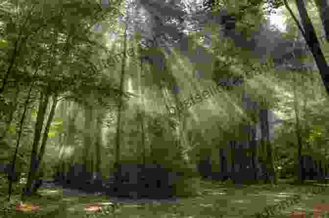 A Tranquil Scene Of A Forest With Sunlight Filtering Through The Trees, Representing The Leo Man's Sensitive And Emotional Nature The Big Of Answers About The Leo Man : Learn How To Read His Mixed Signals