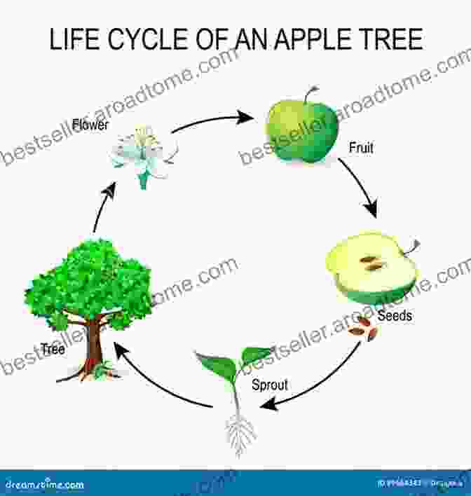 An Illustration Of An Apple Tree Life Cycle, From Seed To Fruit An Apple Tree S Life Cycle (Explore Life Cycles)