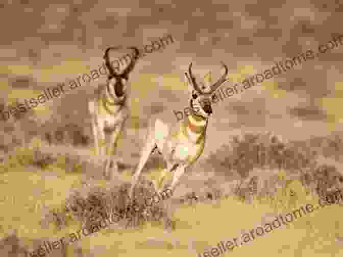 Antelope Running Through Desert D Is For Desert: An ABC Desert Primer