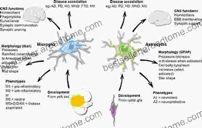 Astrocytes And Epilepsy By Hans Werner Eichel Astrocytes And Epilepsy Hans Werner Eichel