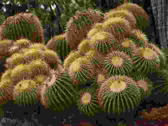 Barrel Cactus In Desert D Is For Desert: An ABC Desert Primer