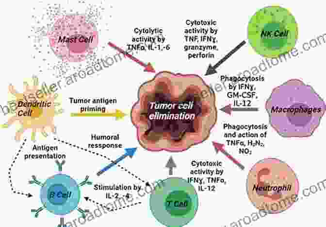 Cancer Cells Being Targeted By Immune Cells Cancer Vaccines (Current Topics In Microbiology And Immunology 405)