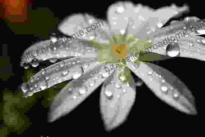 Close Up Of A Blooming Flower, Showcasing The Beauty, Resilience, And Adaptability Of Plants, Serving As A Source Of Inspiration And Creativity. Thus Spoke The Plant: A Remarkable Journey Of Groundbreaking Scientific Discoveries And Personal Encounters With Plants