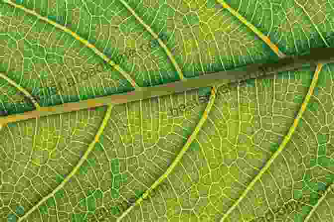 Close Up Of A Plant Leaf, Showcasing Its Intricate Veins And Structure To Emphasize The Intelligence And Complexity Of Plants. Thus Spoke The Plant: A Remarkable Journey Of Groundbreaking Scientific Discoveries And Personal Encounters With Plants