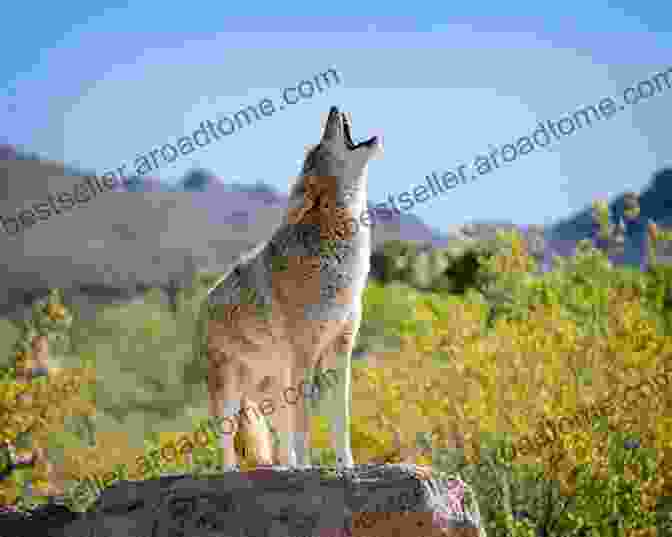 Coyote Howling In Desert D Is For Desert: An ABC Desert Primer