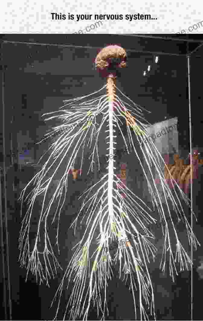 Dissecting The Neurological Underpinnings Of A Real World Moral Dilemma Hardwired Behavior: What Neuroscience Reveals About Morality