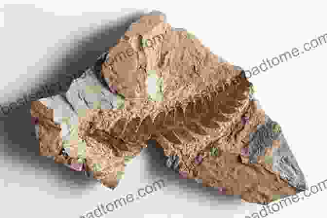 Diverse Collection Of Fossilized Plants And Animals Found In Fossil Springs, Providing Insights Into The Ancient Ecosystems That Existed Millions Of Years Ago Arizona Rocks : A Guide To Geologic Sites In The Grand Canyon State (Geology Rocks )