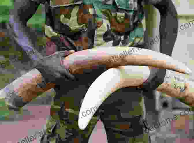 Elephant Tusks Seized From Poachers International Wildlife Management: Conservation Challenges In A Changing World (Wildlife Management And Conservation)