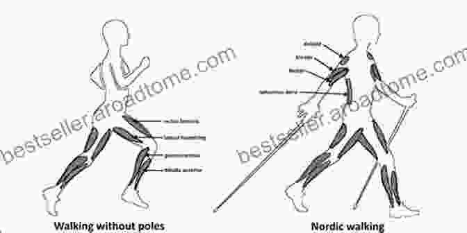 Image Of The Physiology Of Walking, Showing Muscles And Organs Involved Perfect Motion: How Walking Makes Us Wiser