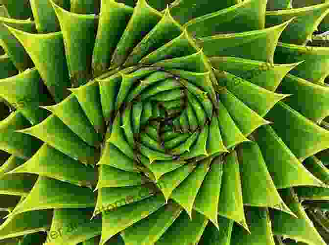 Intricate Patterns Found In Nature Patterns (Simply Math) Art Fuller