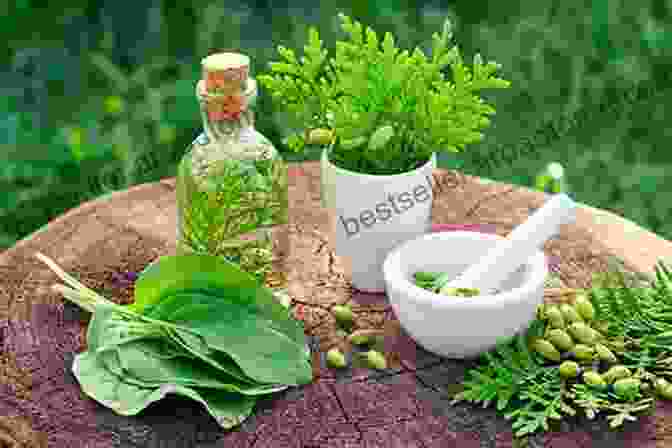 Photo Of A Variety Of Medicinal Plants, Highlighting Their Traditional And Modern Medicinal Uses. Thus Spoke The Plant: A Remarkable Journey Of Groundbreaking Scientific Discoveries And Personal Encounters With Plants