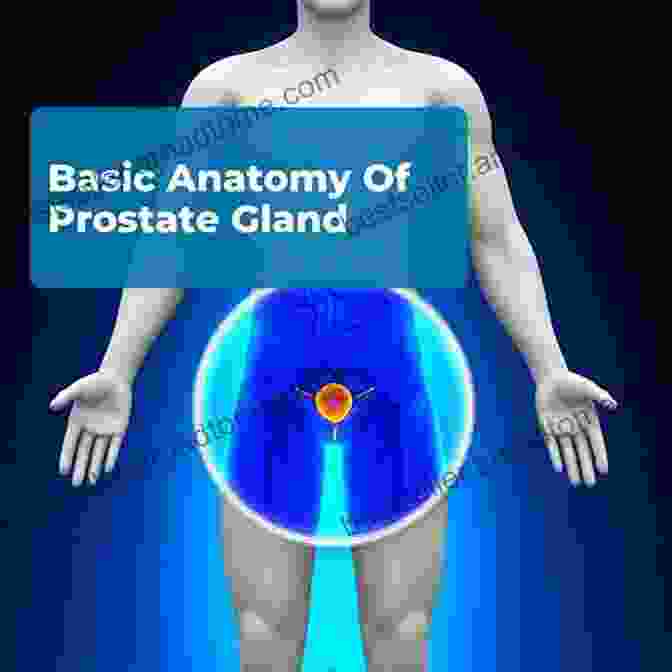 Prostate Anatomy And Function How To Prevent Prostate Problems: A Complete Guide To The Essentials Of Prostate Health