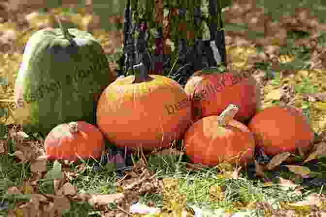 Vibrant Pumpkins Of Various Sizes And Shapes P Is For Pumpkins They Really Are Somethin : Our Families Volume 3 Two Creative Stories