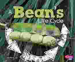 A Bean S Life Cycle (Explore Life Cycles)