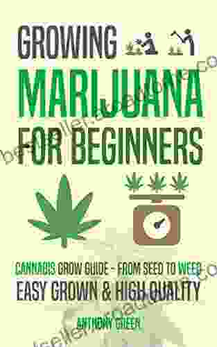 Growing Marijuana For Beginners: Cannabis Grow Guide From Seed To Weed