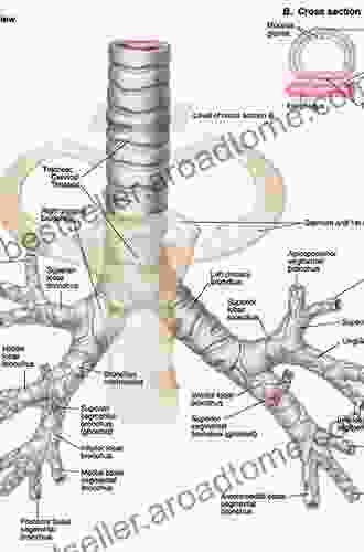 Bronchial Branch Tracing Ashfaq Hasan