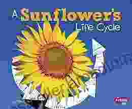 A Sunflower S Life Cycle (Explore Life Cycles)