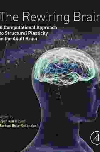 The Rewiring Brain: A Computational Approach To Structural Plasticity In The Adult Brain